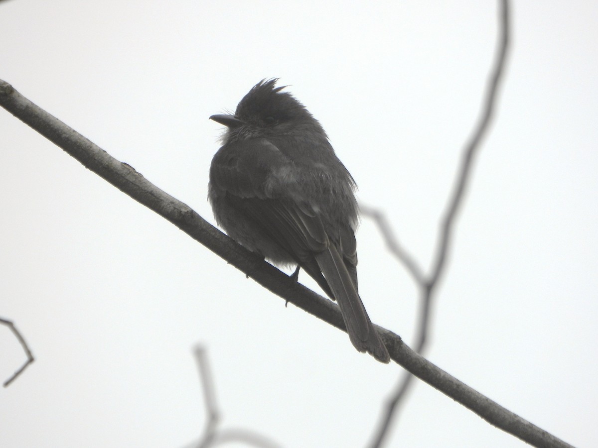 Smoke-colored Pewee - ML638563594