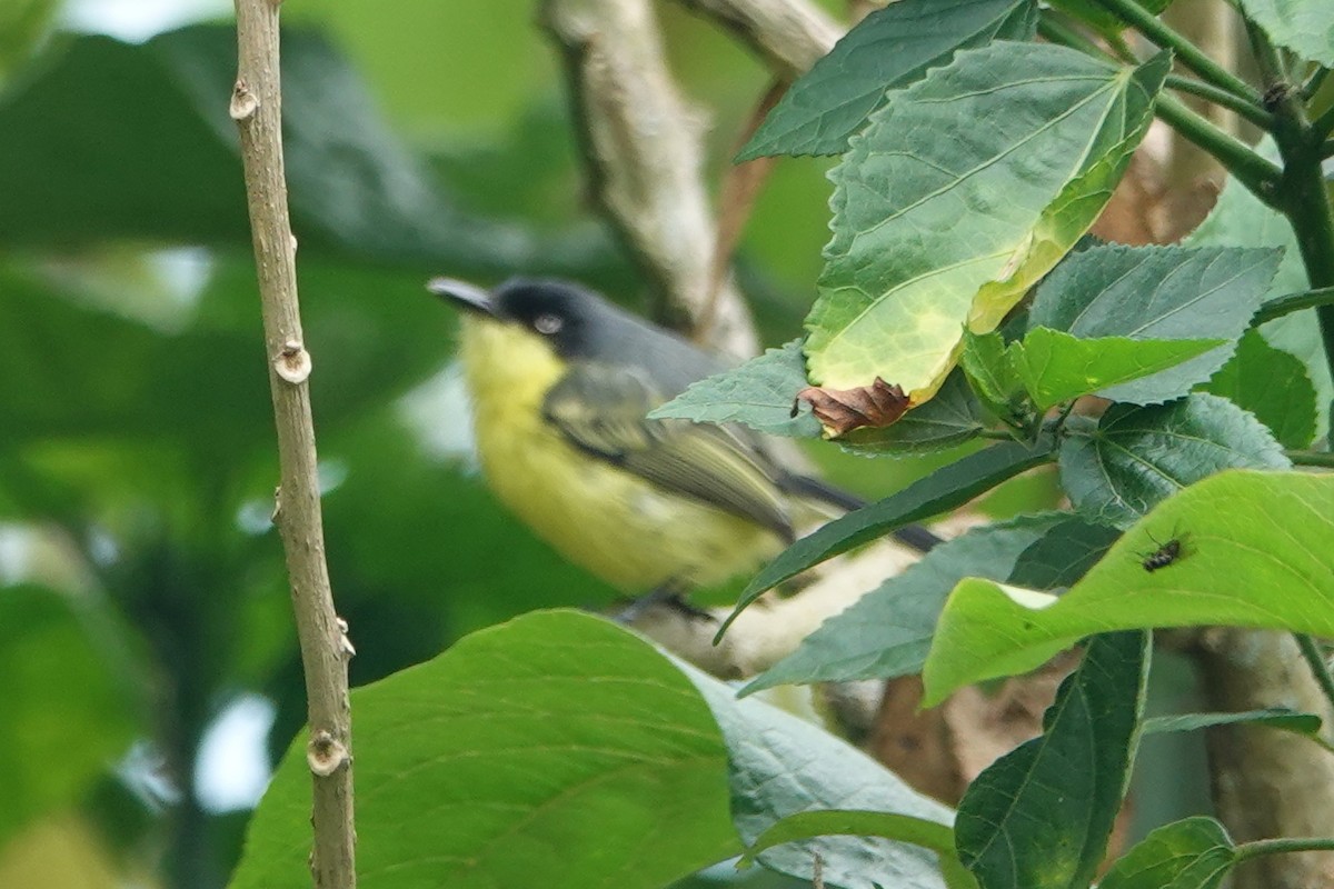 Common Tody-Flycatcher - ML638563618