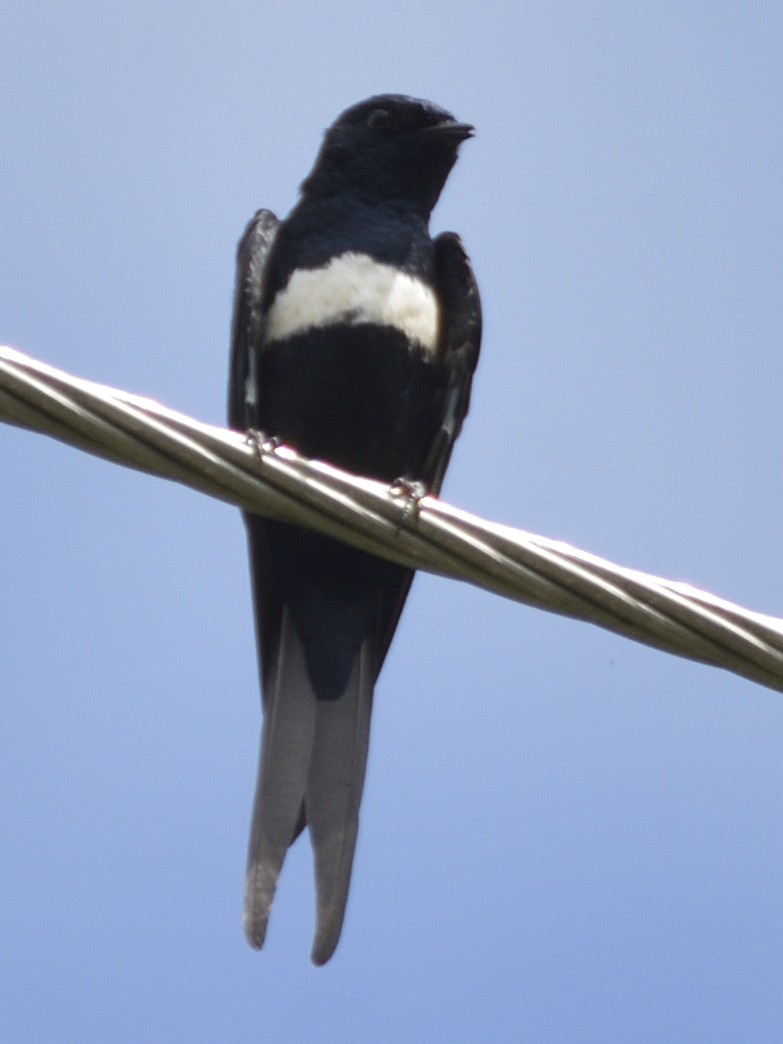 White-banded Swallow - ML638563652