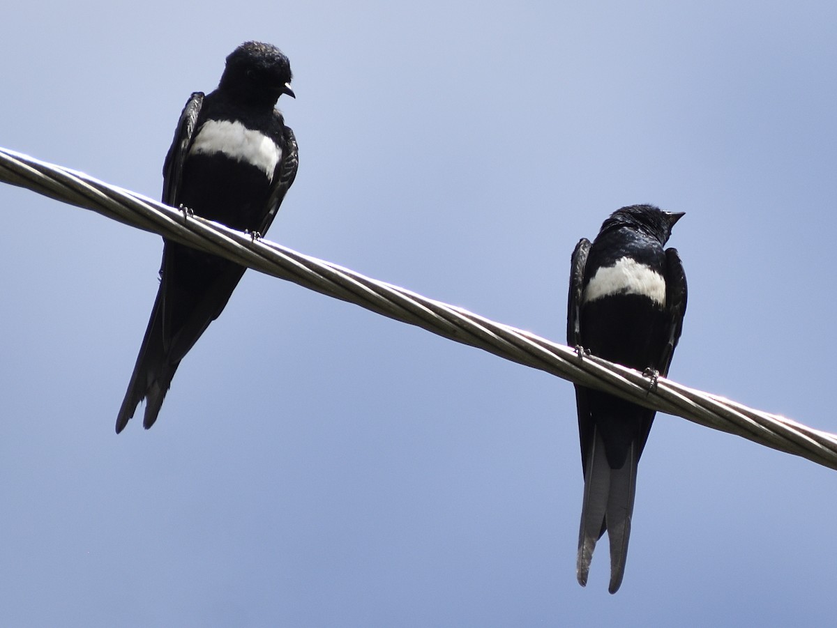 White-banded Swallow - ML638563653