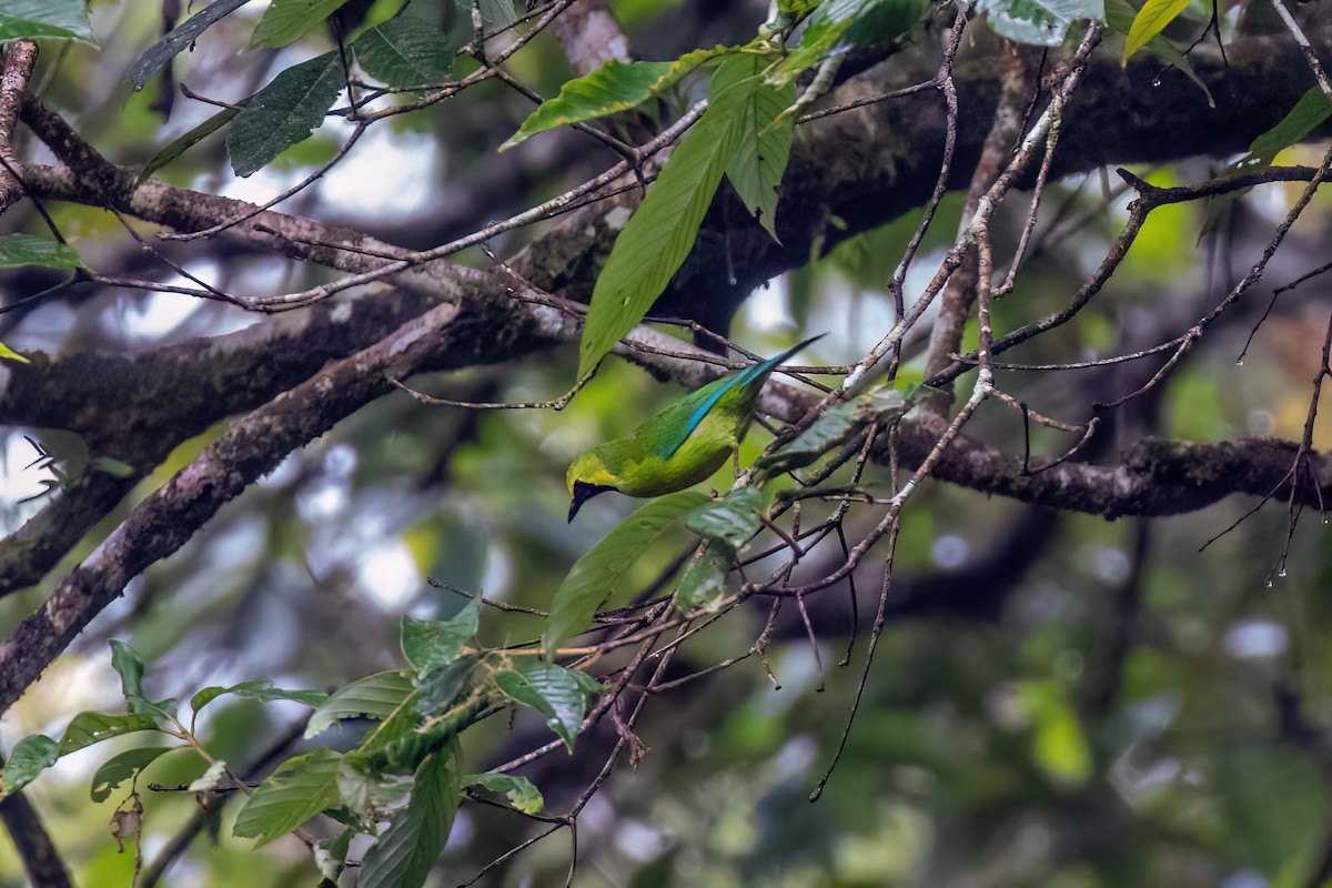 Verdín de Borneo - ML638563664