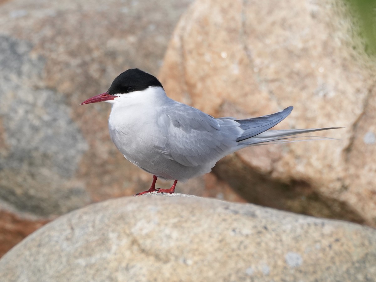 Arctic Tern - ML638563727
