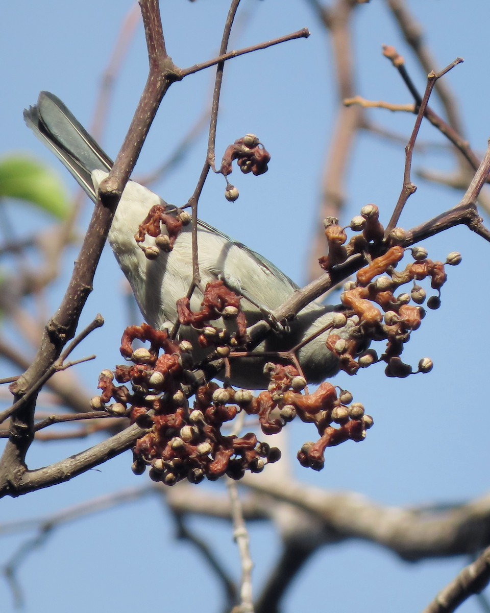 Sayaca Tanager - ML638563743