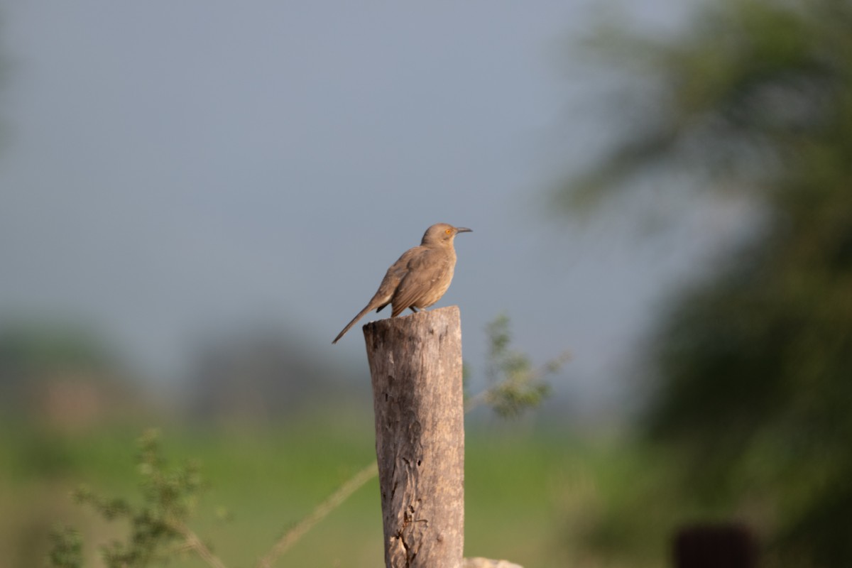 Curve-billed Thrasher - ML638563746