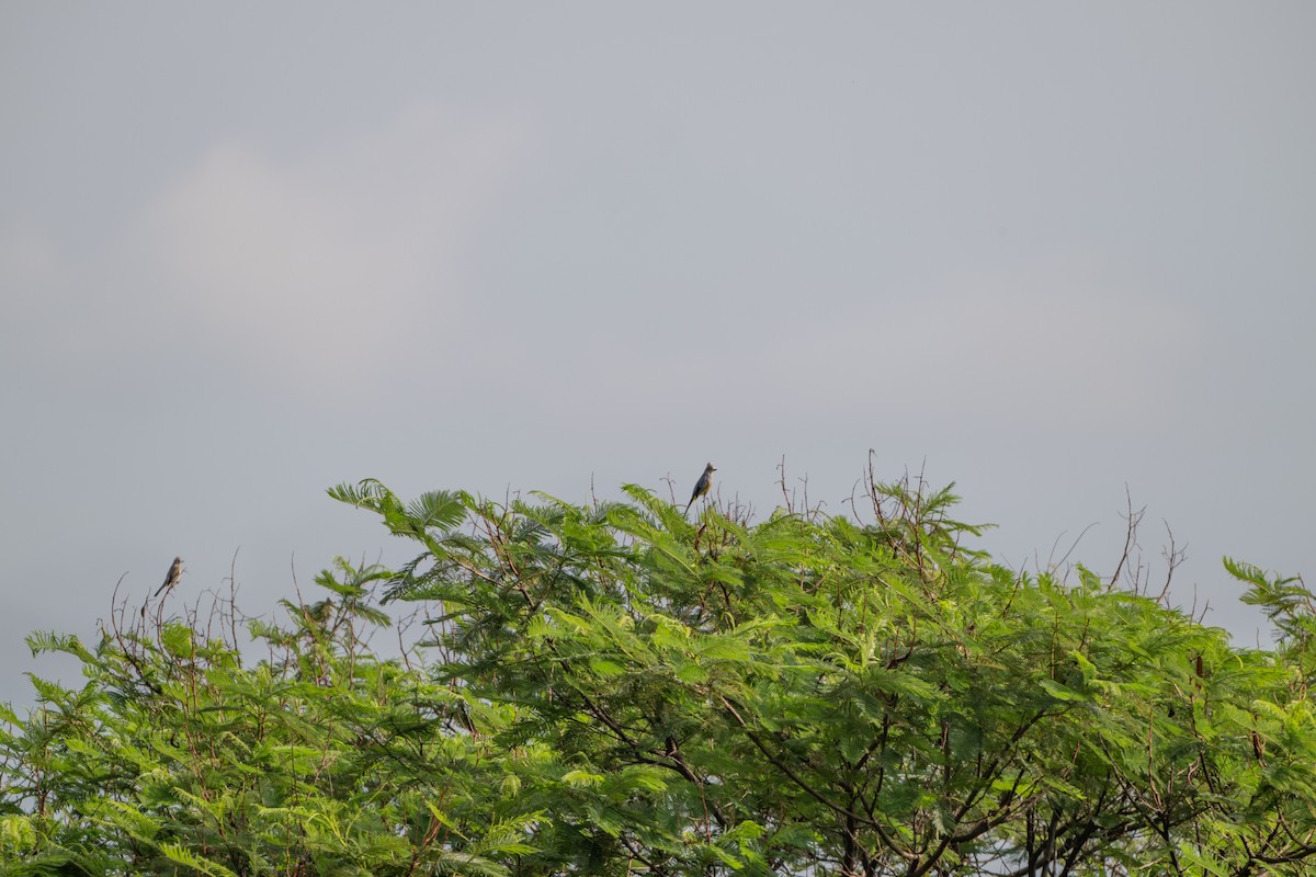 Gray Silky-flycatcher - ML638563755