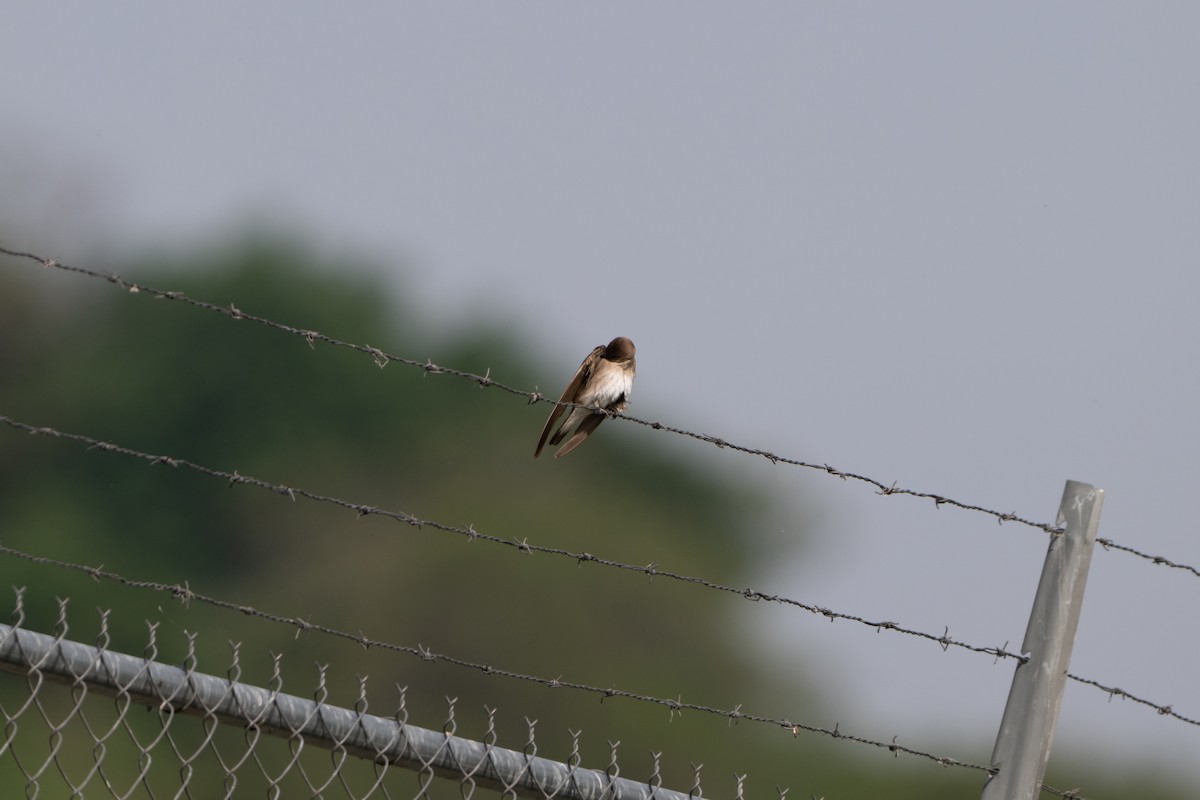 Northern Rough-winged Swallow - ML638563760