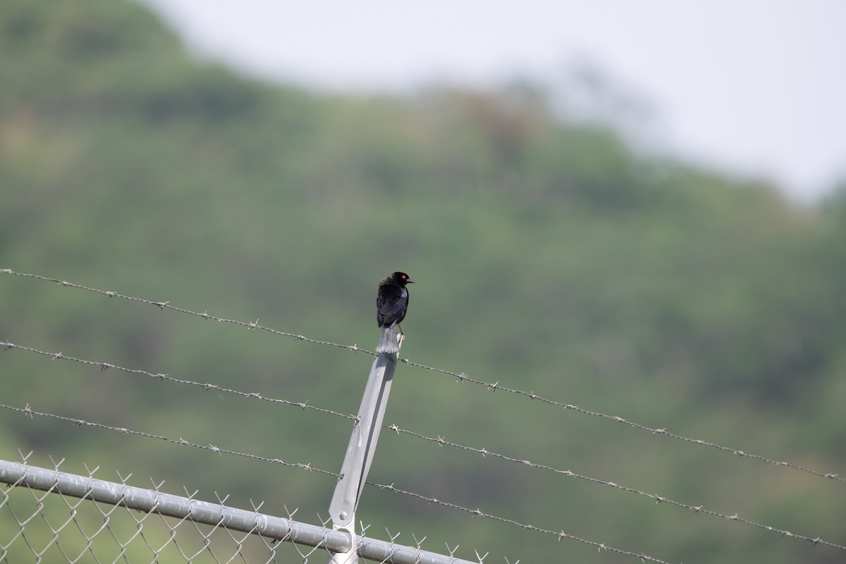 Bronzed Cowbird - ML638563766