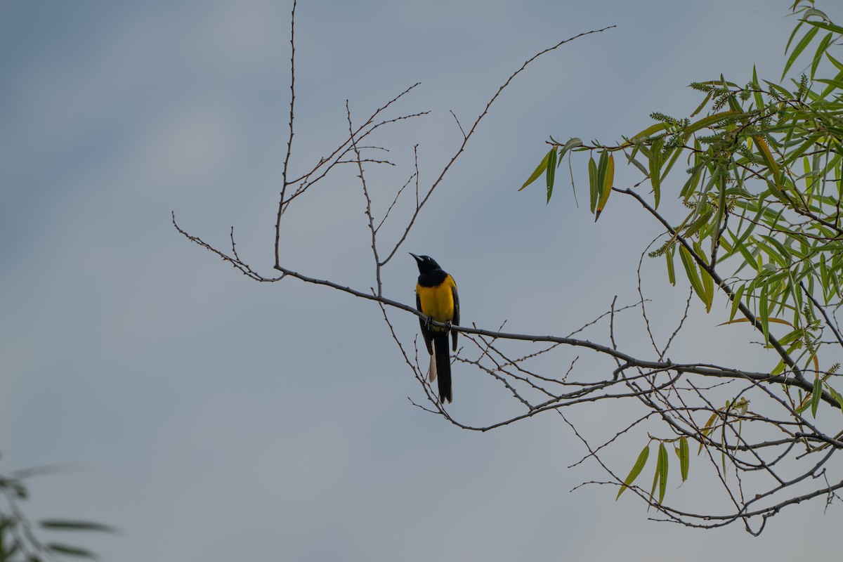 Black-vented Oriole - ML638563778