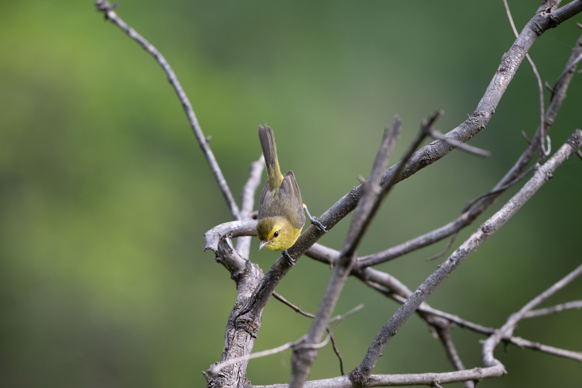Golden Vireo - ML638563784