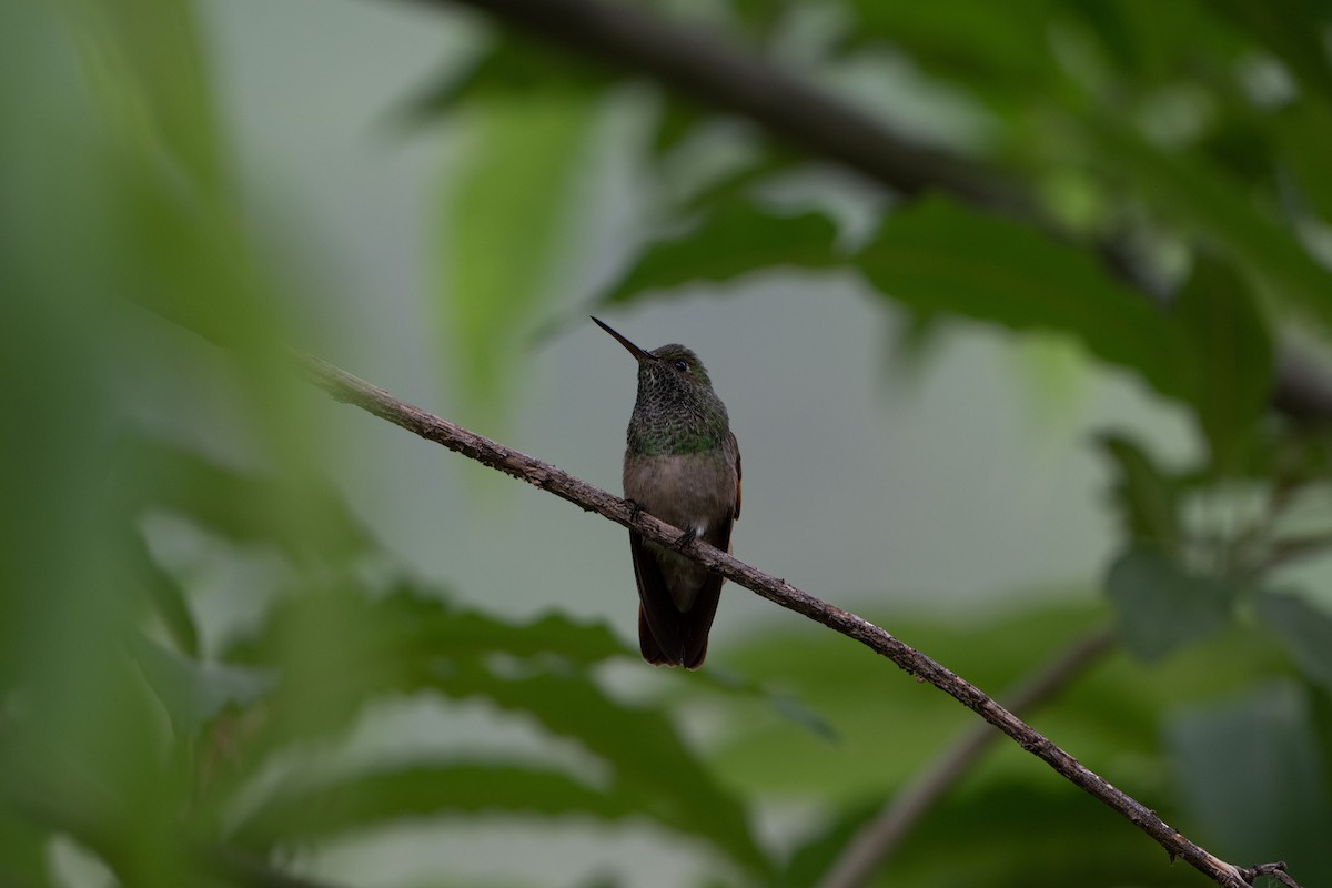 Berylline Hummingbird - ML638563792