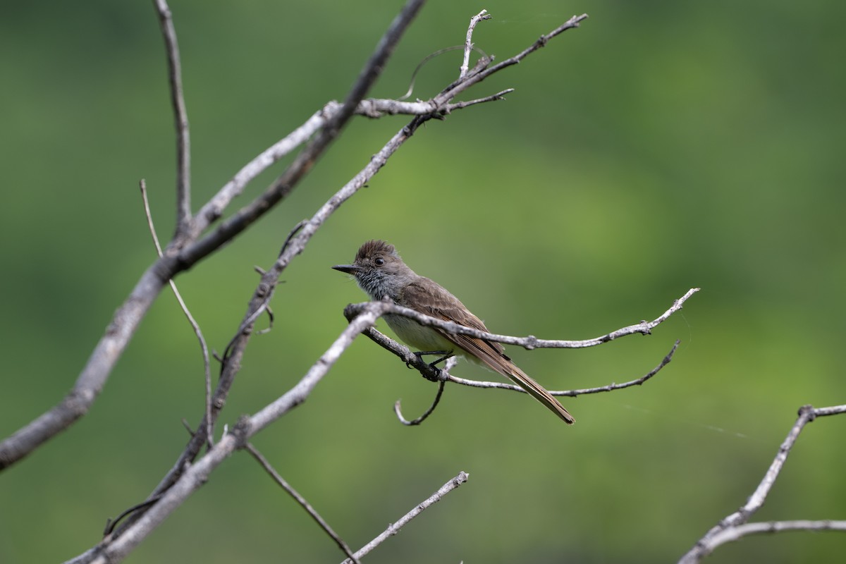 Dusky-capped Flycatcher - ML638563840