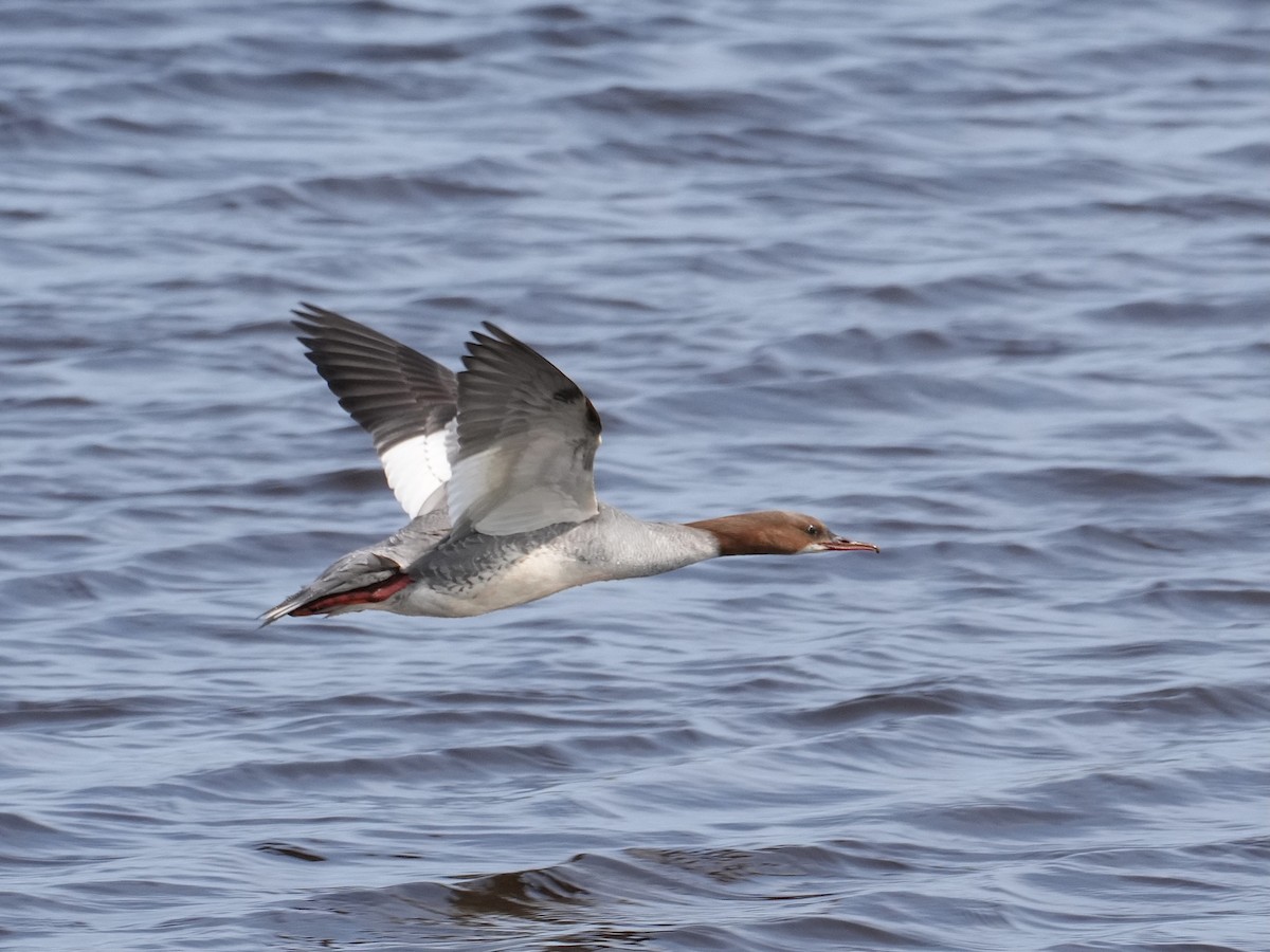 川秋沙(merganser/orientalis) - ML638563853