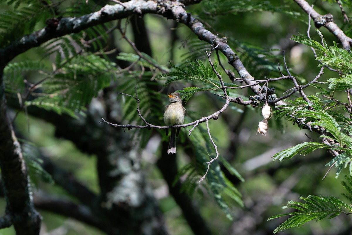 Western Flycatcher - ML638563859
