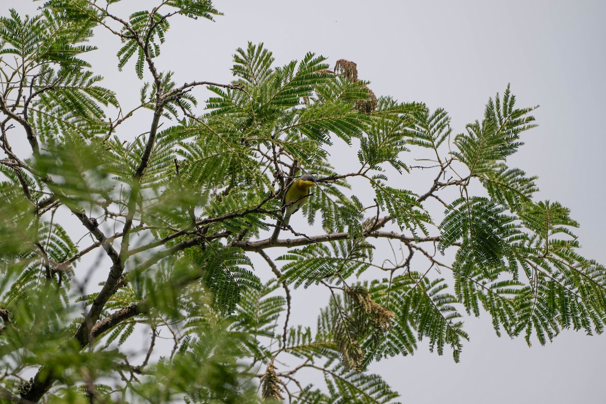 Tropical Parula - ML638563873