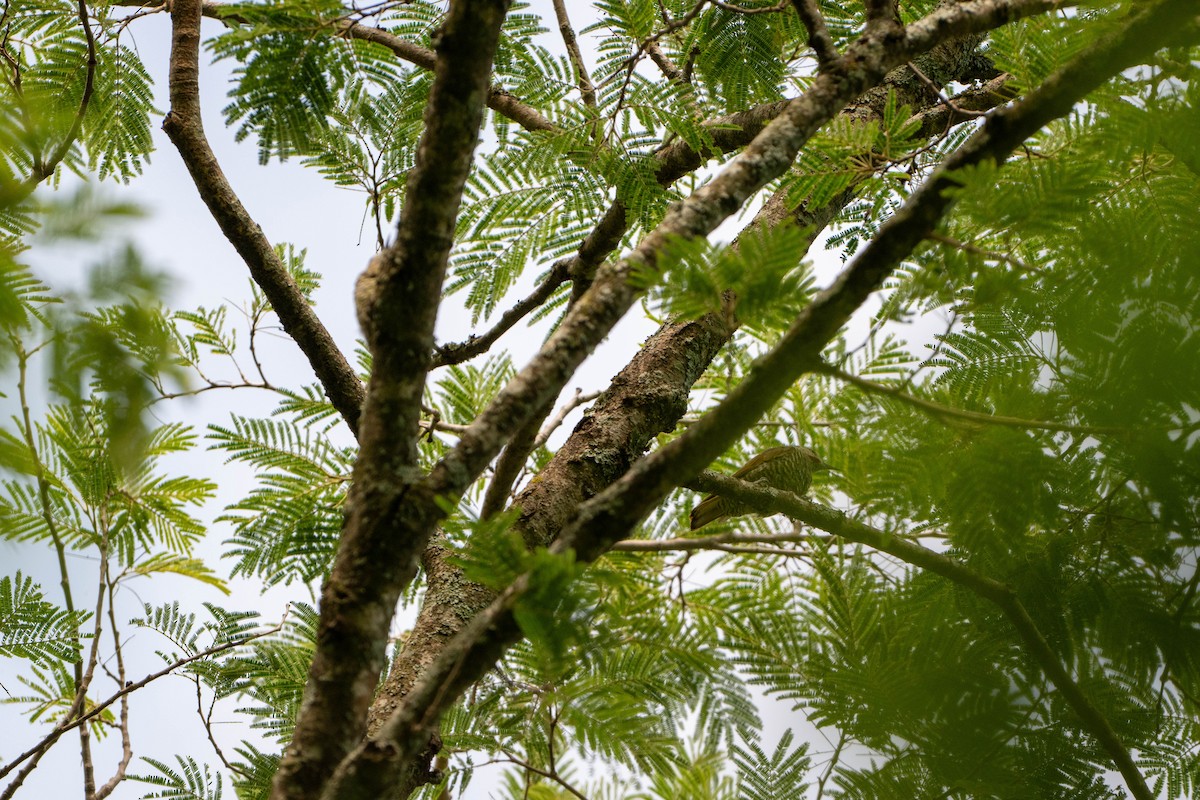 Gray-crowned Woodpecker - ML638563878