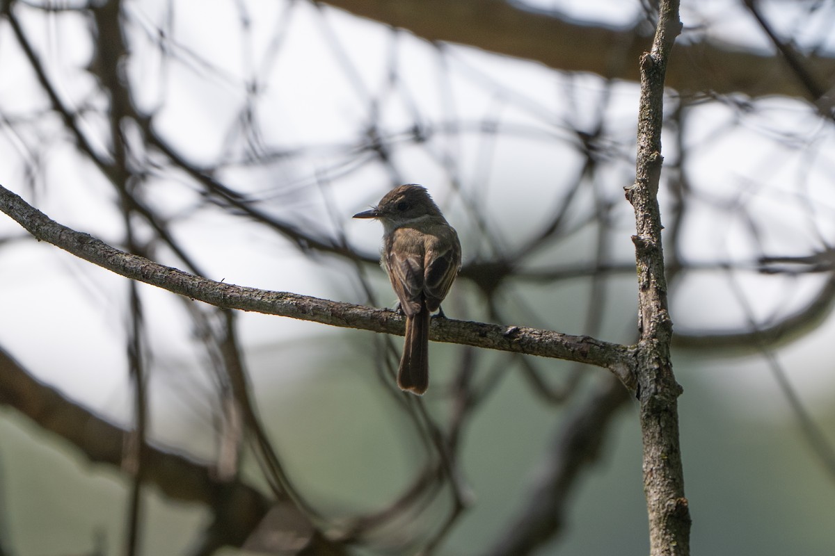 Dusky-capped Flycatcher - ML638563892