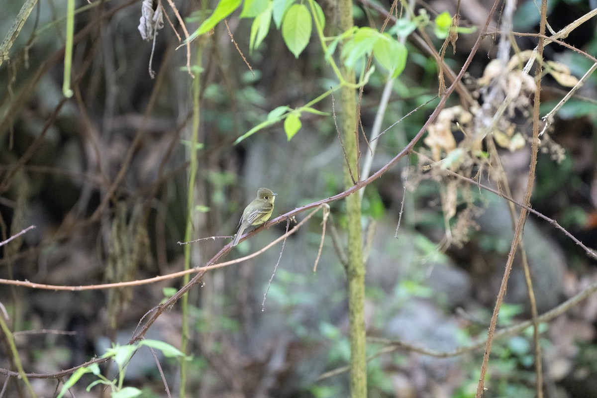 Western Flycatcher - ML638563938