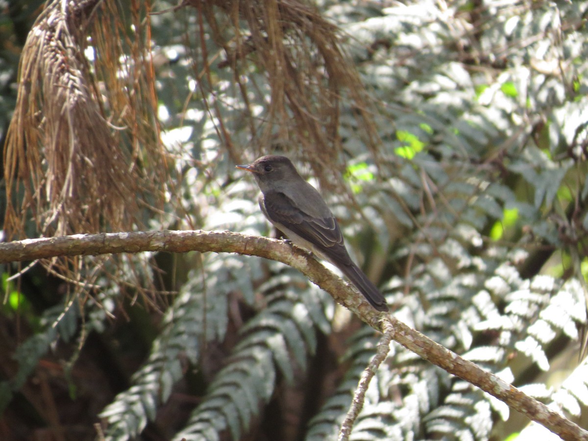 Southern Tropical Pewee - ML638563946