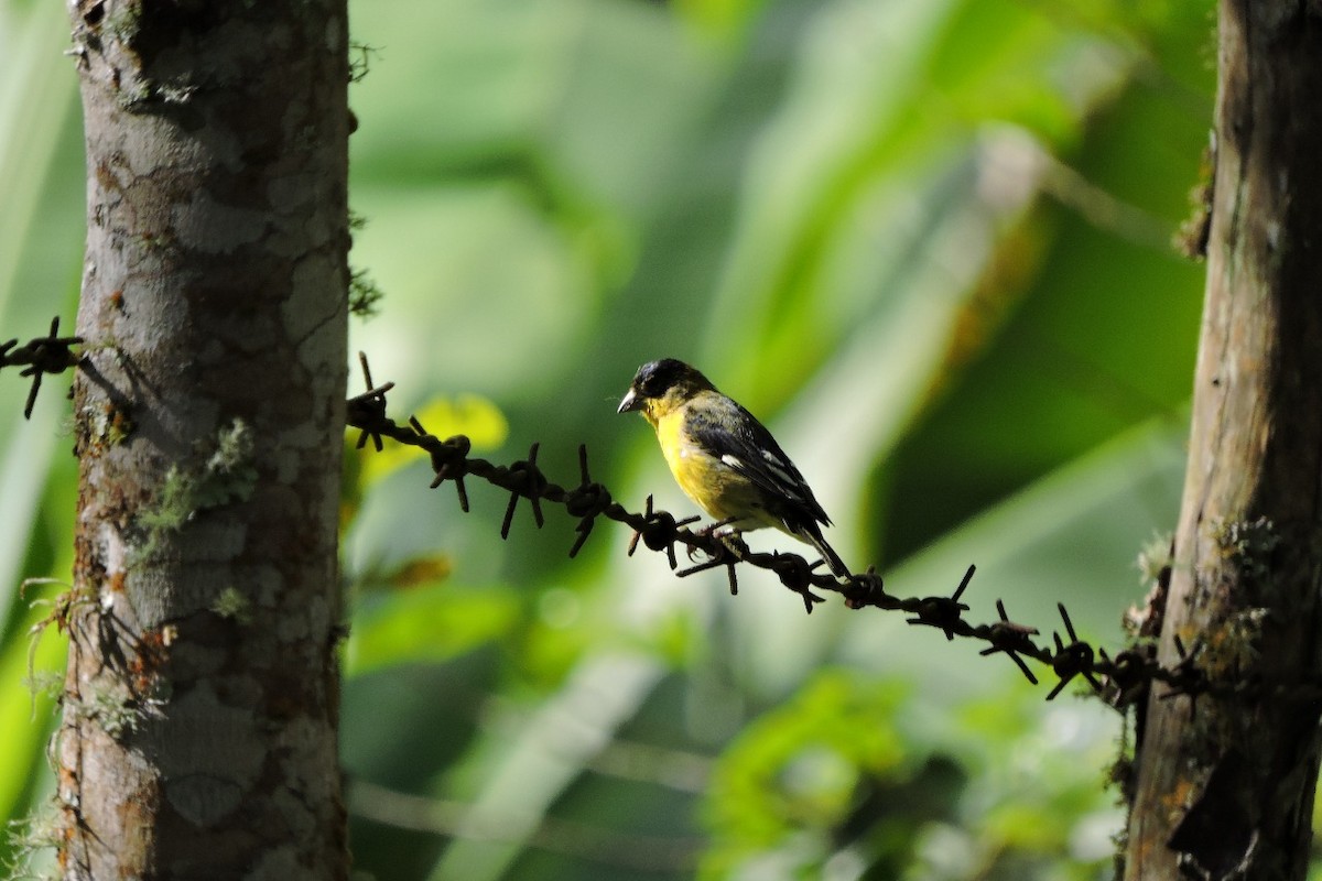 Andean Siskin - ML638563964
