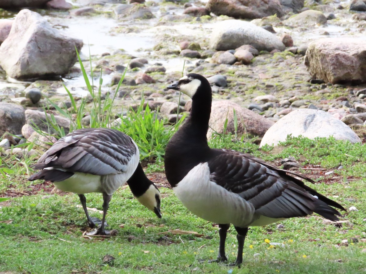 Barnacle Goose - ML638563969