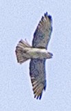 White-throated Hawk - ML638564068