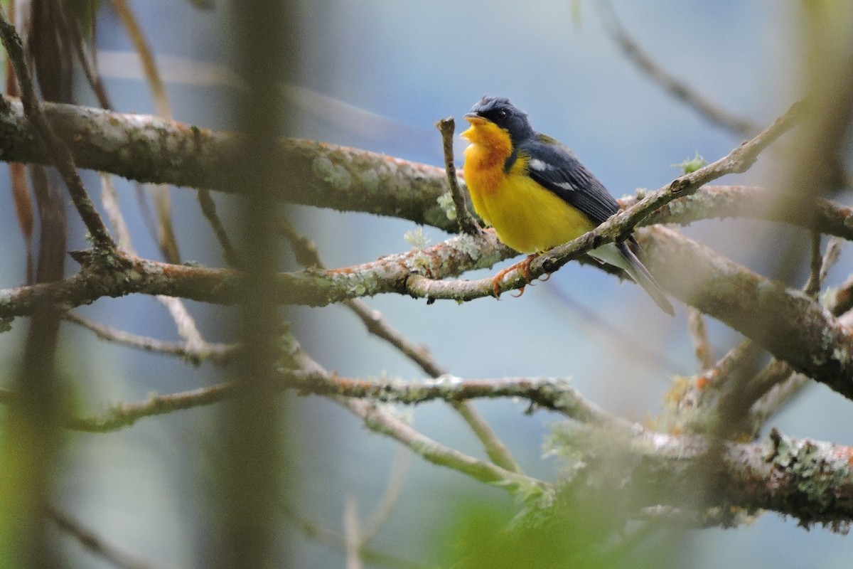 Tropical Parula - ML638564077