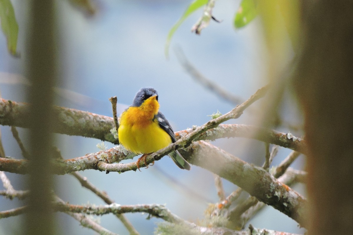 Tropical Parula - ML638564078