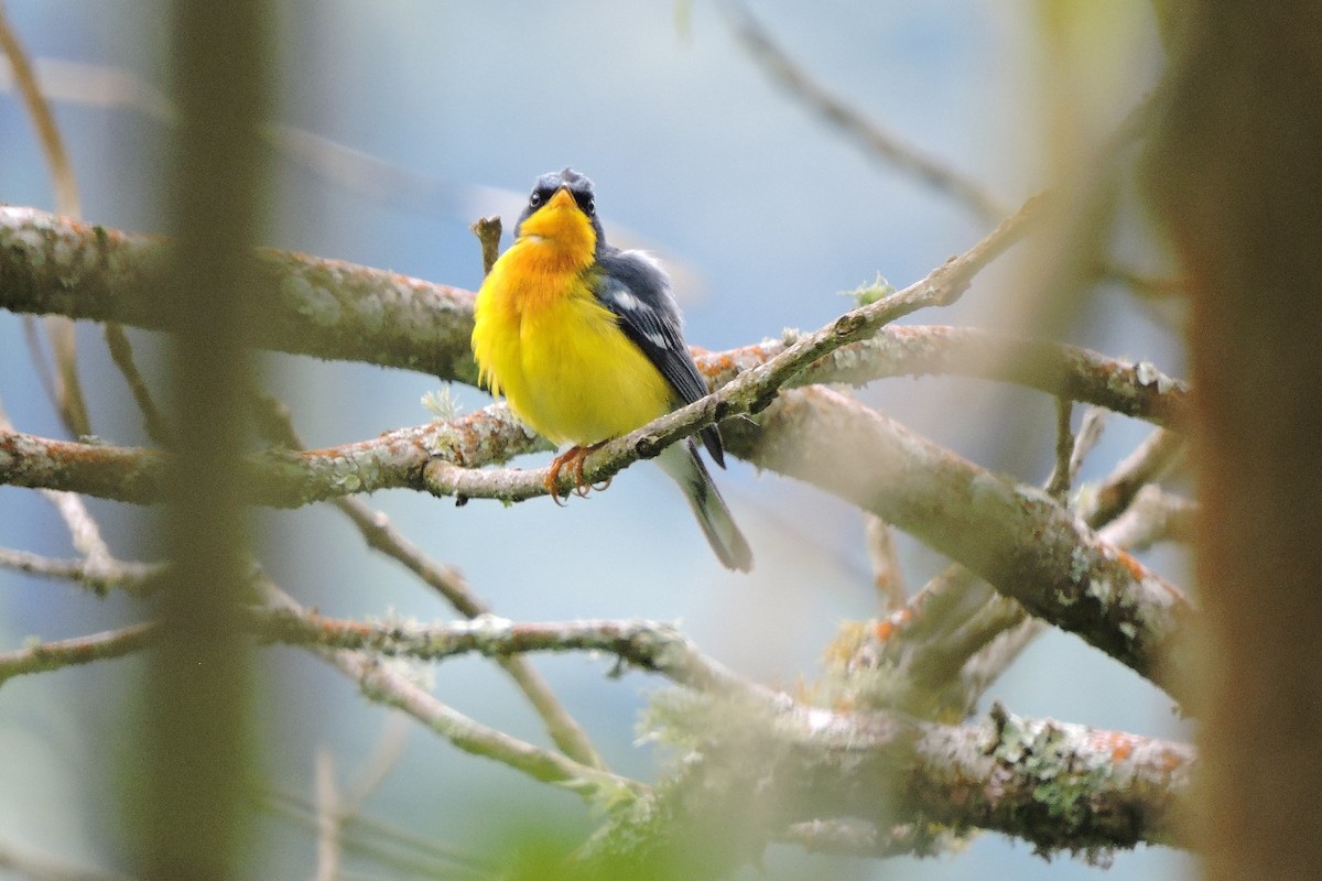 Tropical Parula - ML638564080