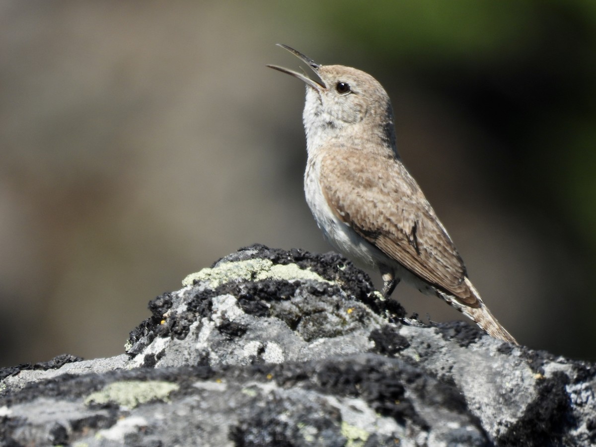Rock Wren - ML638564105