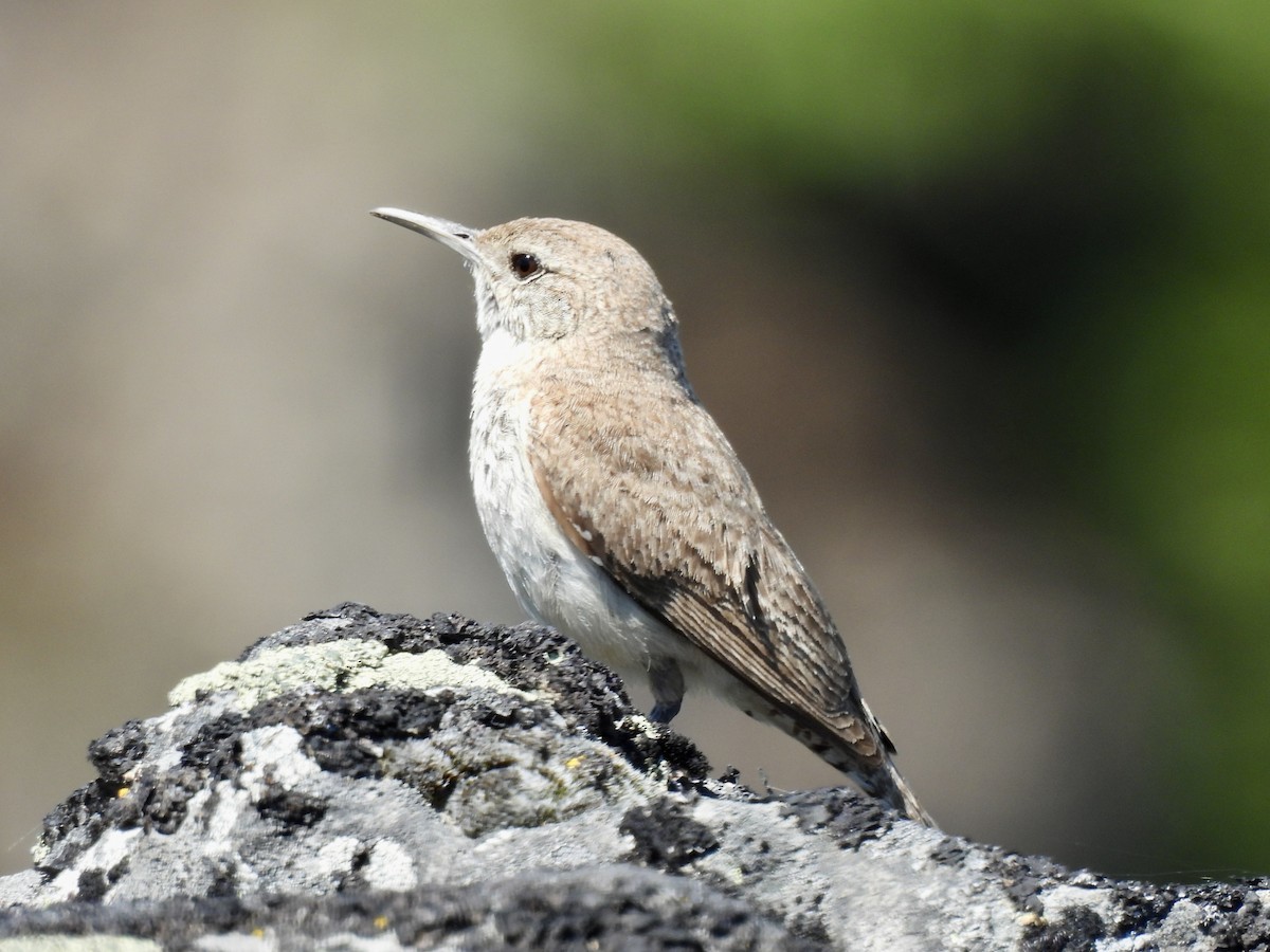 Rock Wren - ML638564112