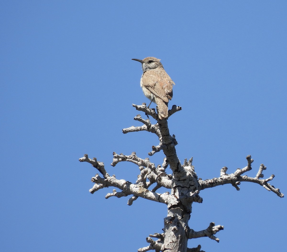 Rock Wren - ML638564123