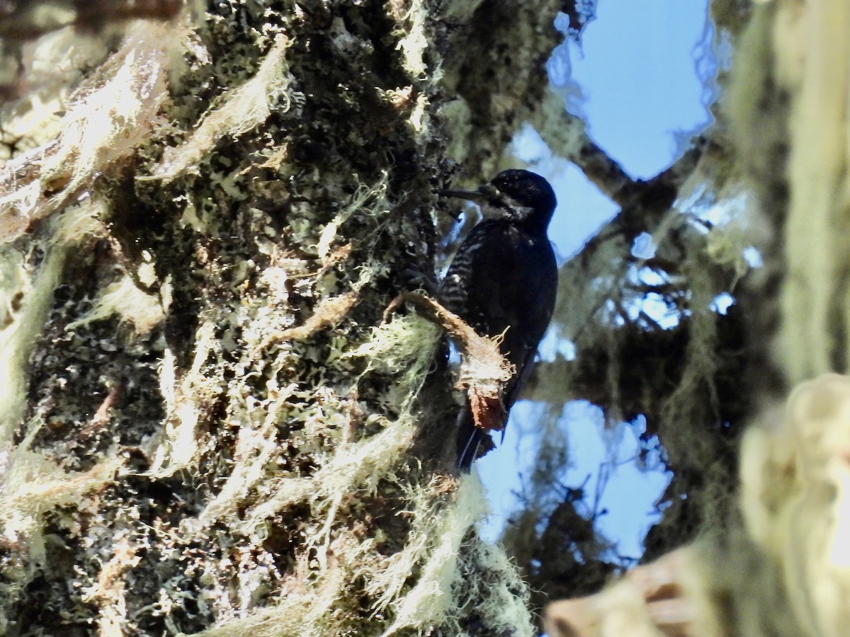 Black-backed Woodpecker - ML638564131