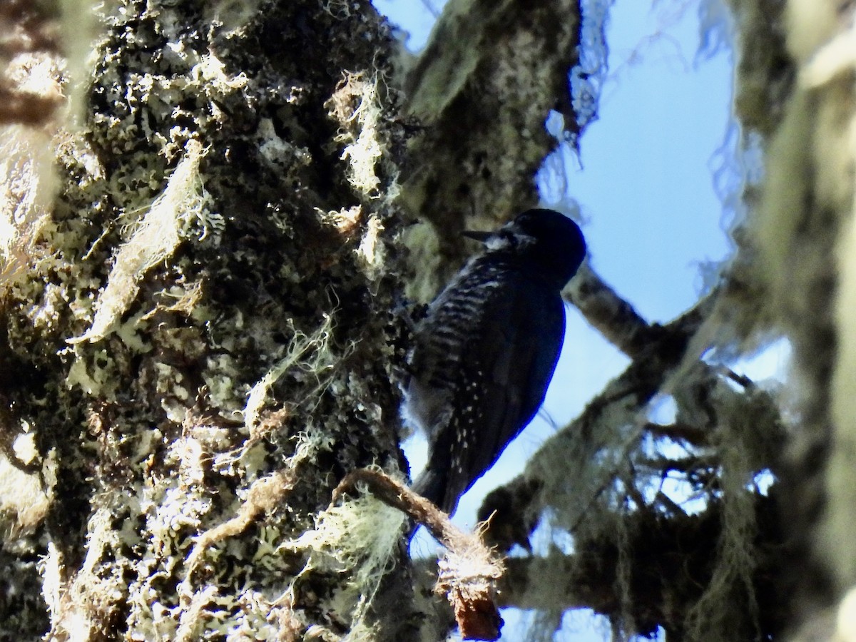 Black-backed Woodpecker - ML638564136