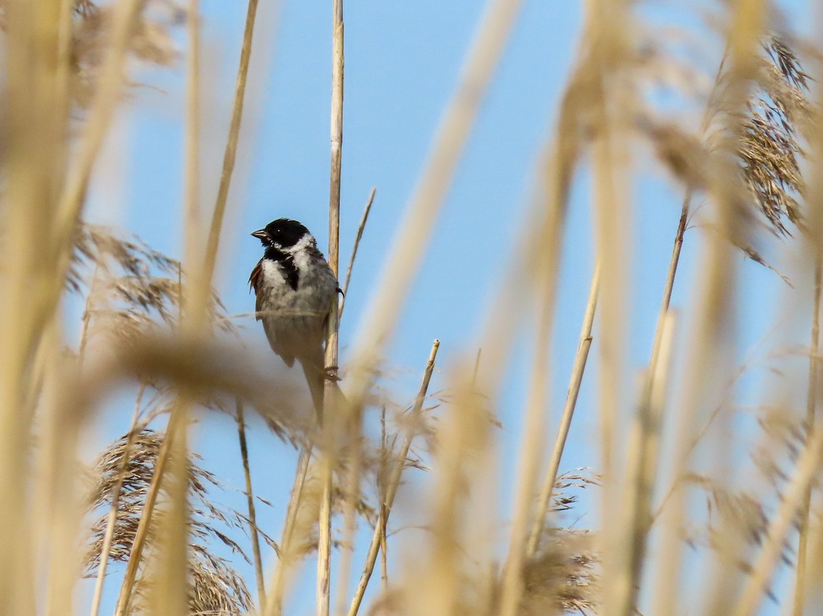 Reed Bunting - ML638564139