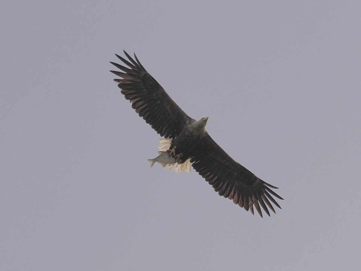 白尾海鵰 - ML638564154