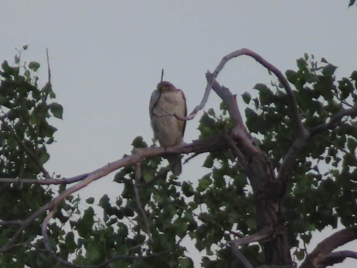 Ferruginous Hawk - ML638564158