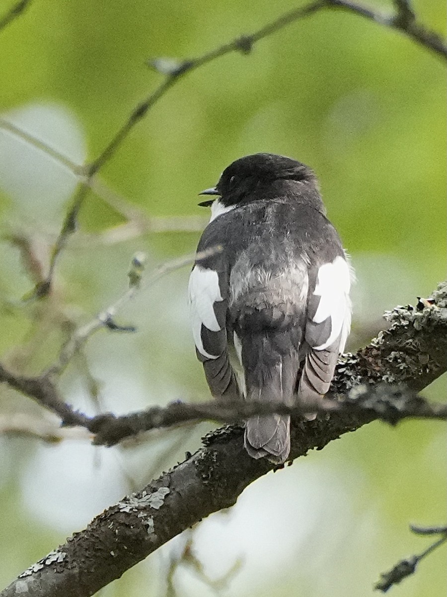 European Pied Flycatcher - ML638564169