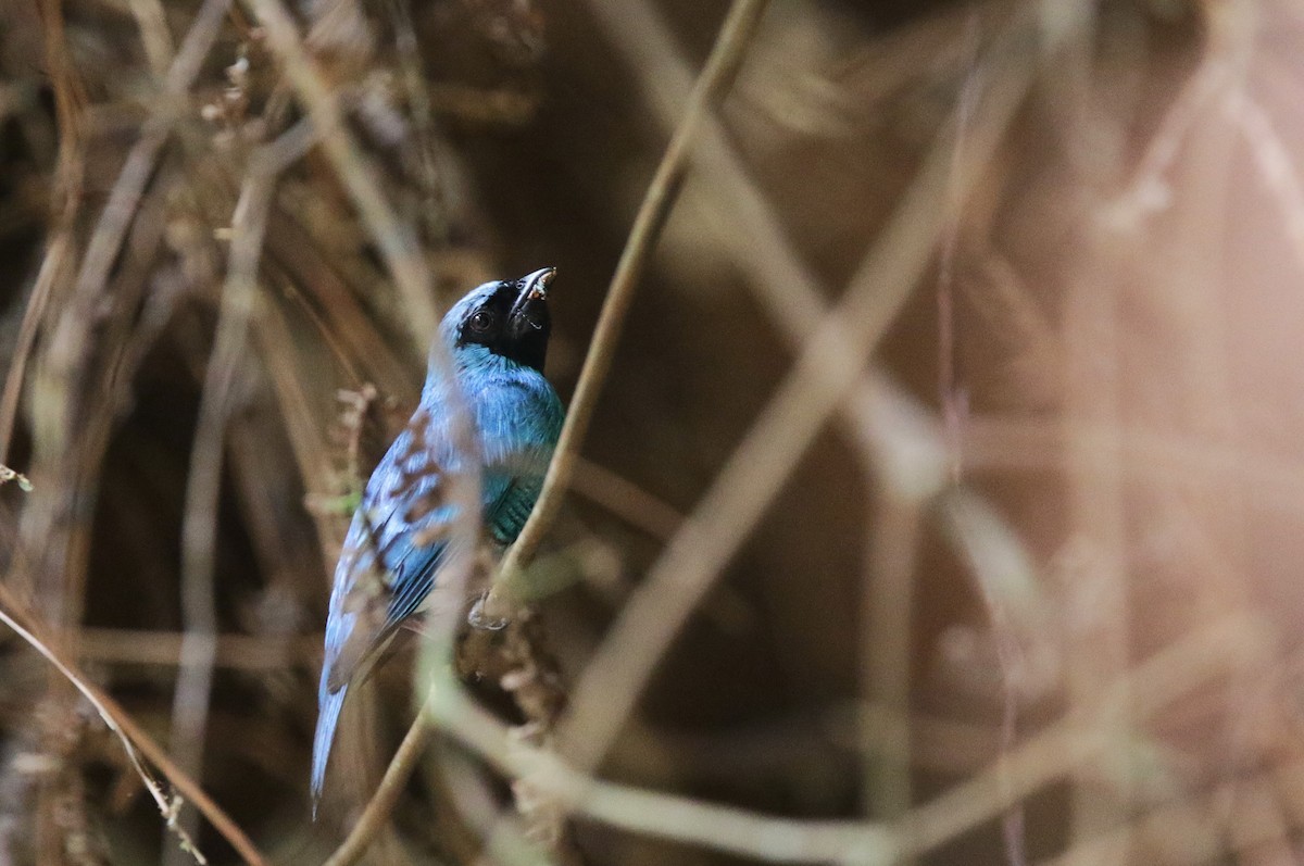 Swallow Tanager - ML638564183