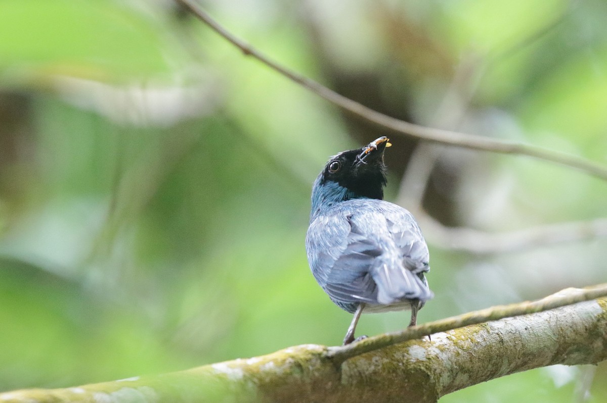Swallow Tanager - ML638564193