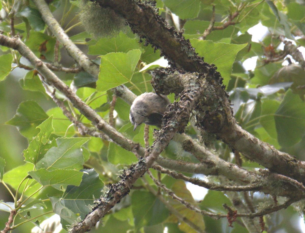 Red-breasted Nuthatch - ML638564208