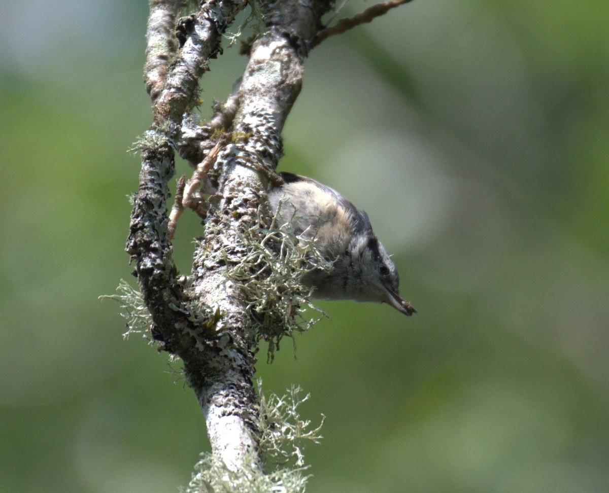 Red-breasted Nuthatch - ML638564209
