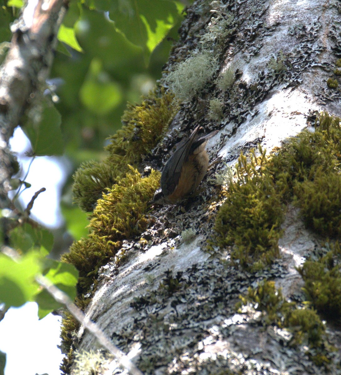 Red-breasted Nuthatch - ML638564210