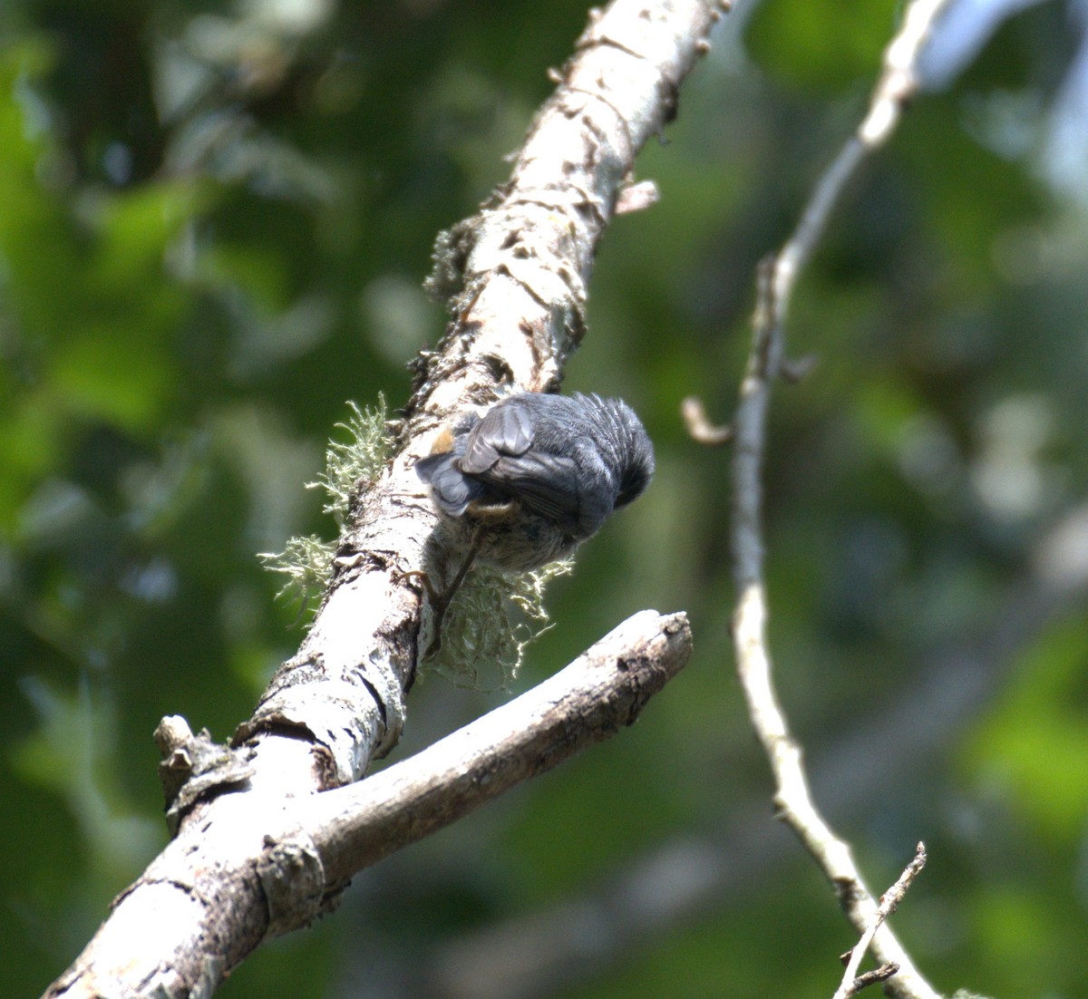 Red-breasted Nuthatch - ML638564211