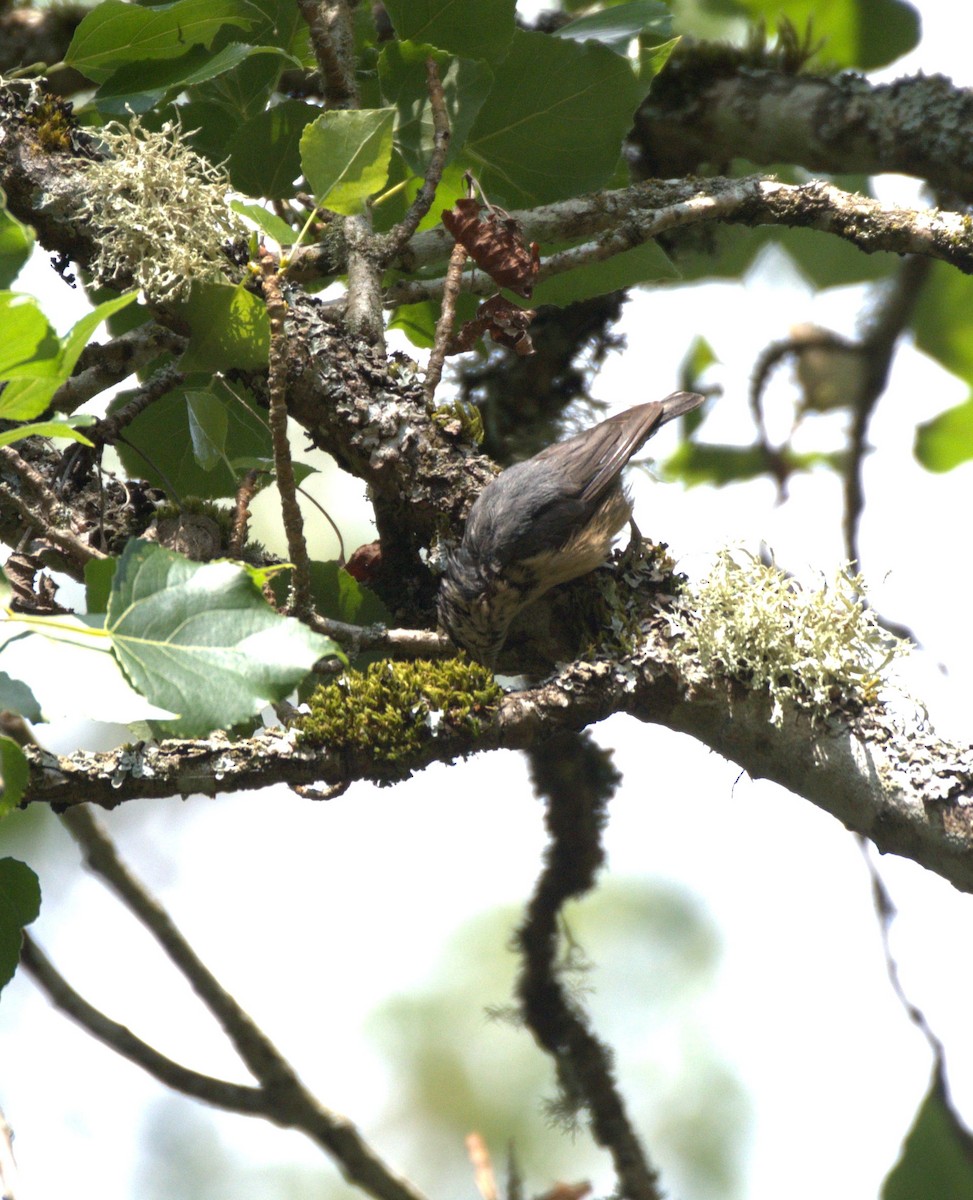 Red-breasted Nuthatch - ML638564212