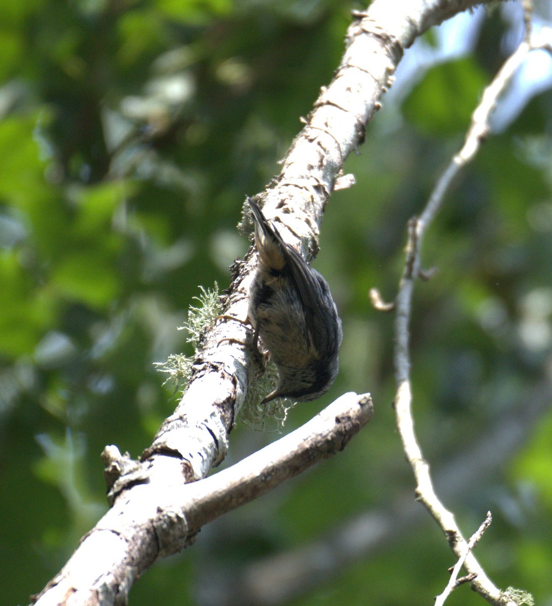 Red-breasted Nuthatch - ML638564213