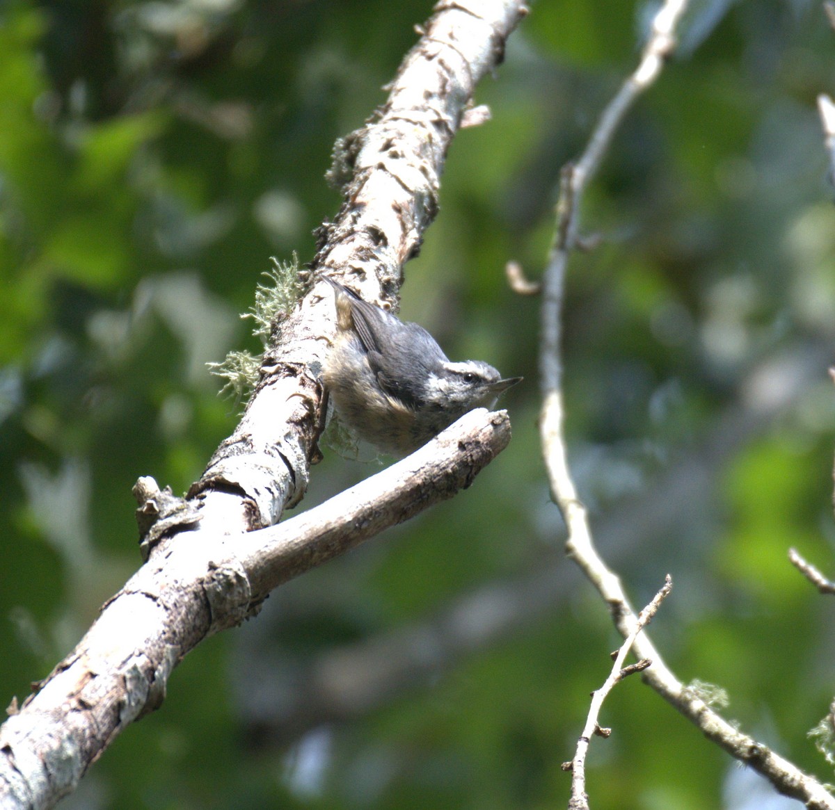 Red-breasted Nuthatch - ML638564214