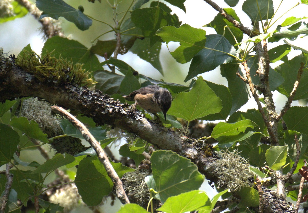 Red-breasted Nuthatch - ML638564215