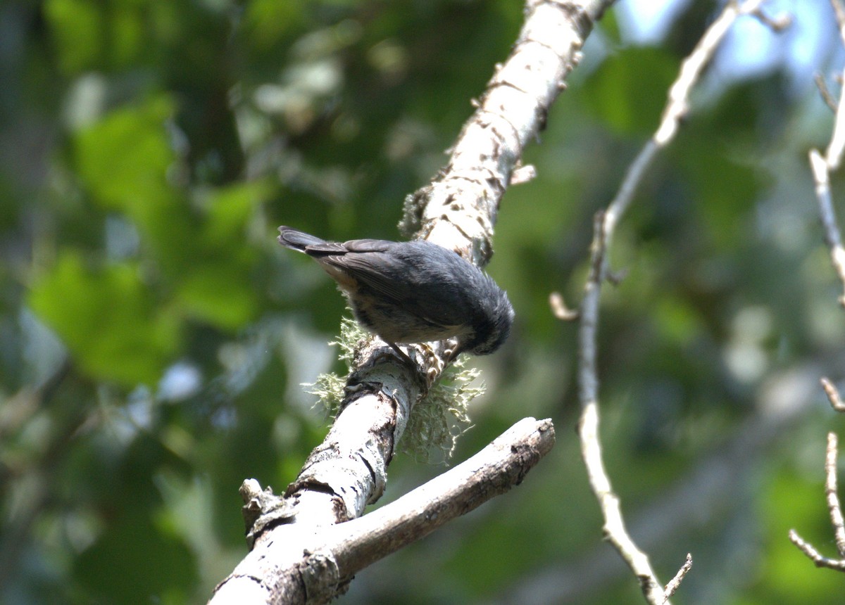 Red-breasted Nuthatch - ML638564216
