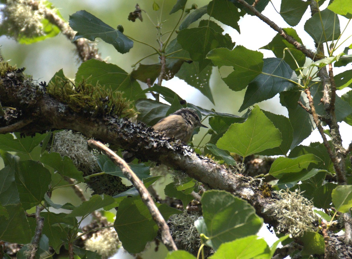 Red-breasted Nuthatch - ML638564217