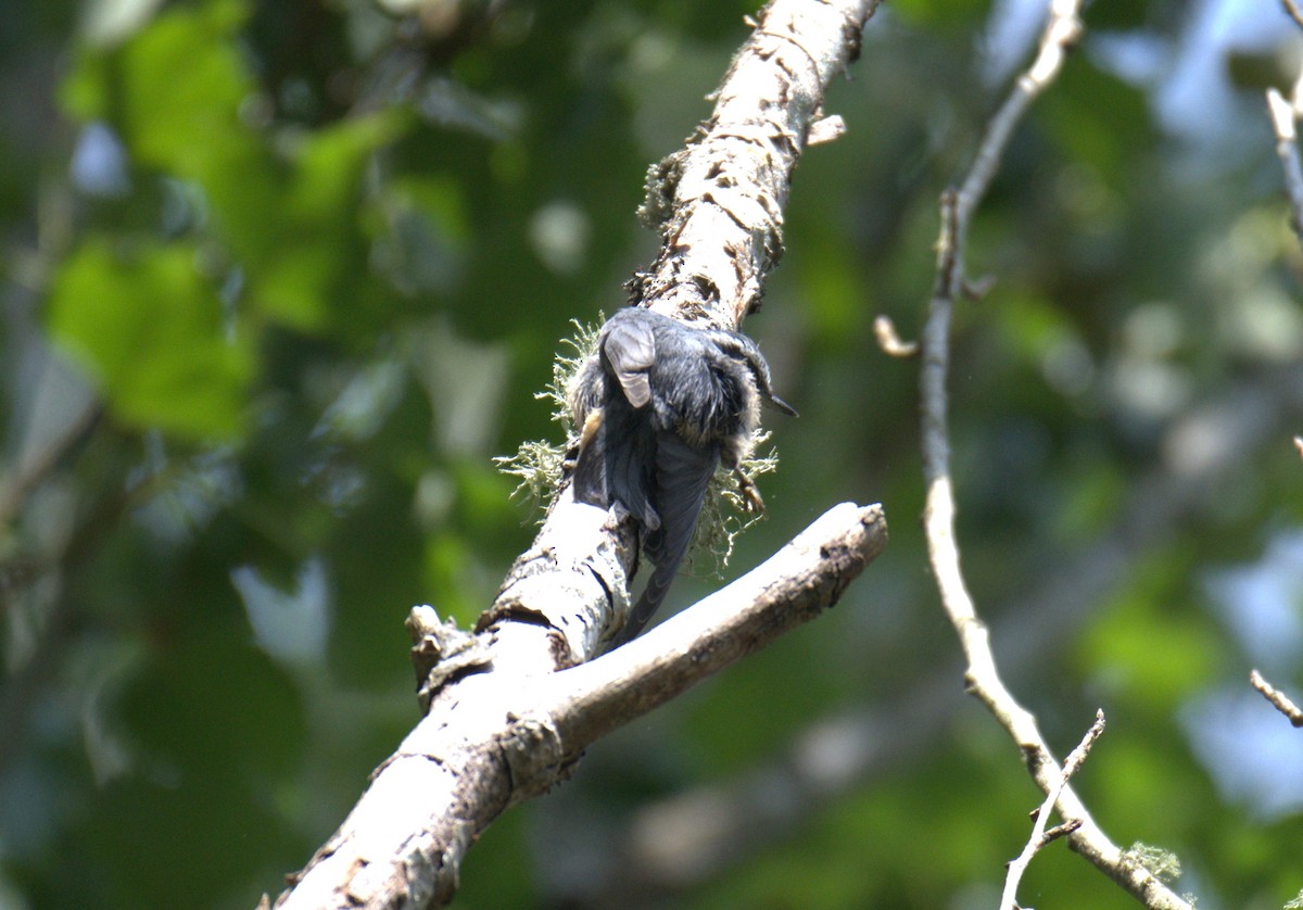 Red-breasted Nuthatch - ML638564218